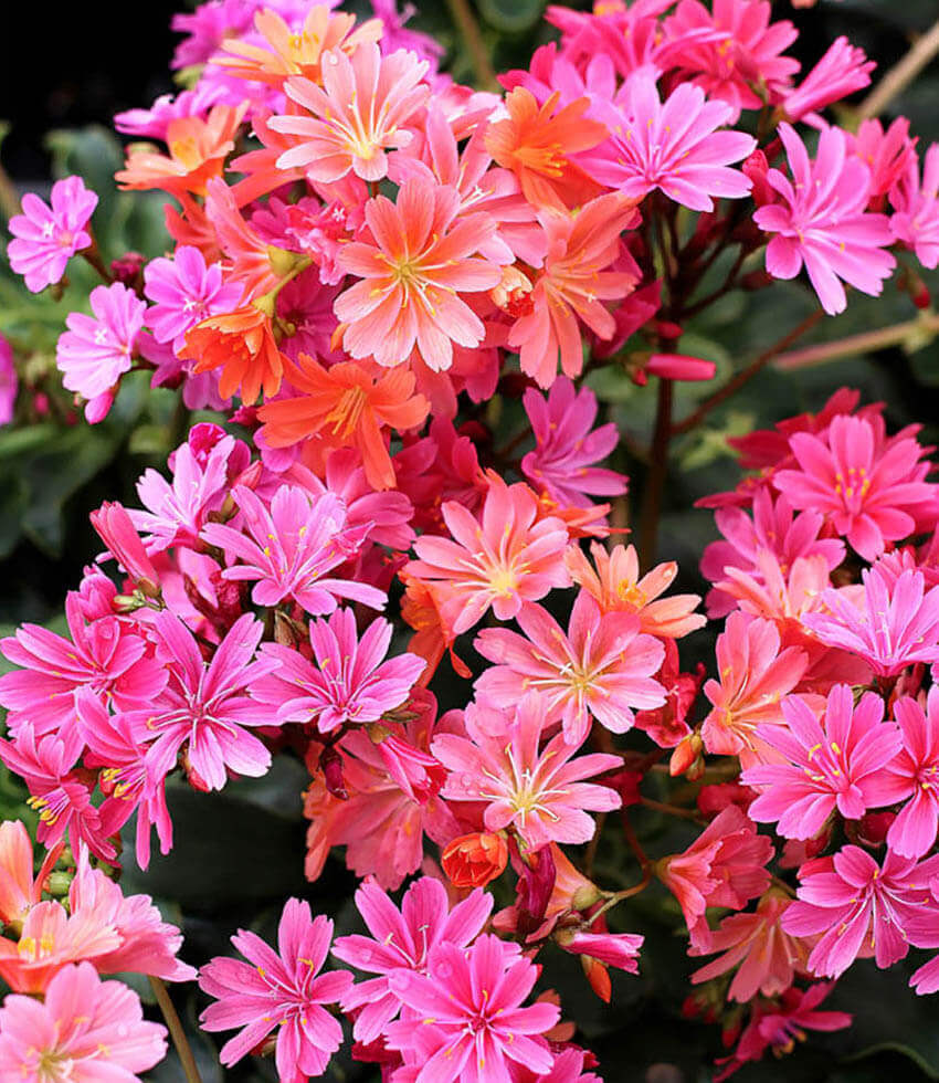 Lewisia Cotyledon - Sunset Strain Annie's Annuals Annie's Annuals and Perennials