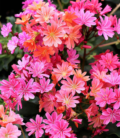 Lewisia Cotyledon - Sunset Strain Annie's Annuals Annie's Annuals and Perennials