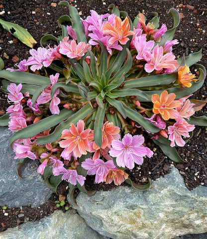 Lewisia Cotyledon - Sunset Strain Annie's Annuals Annie's Annuals and Perennials