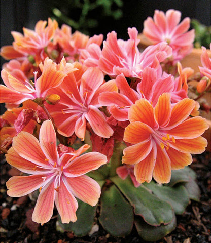 Lewisia Cotyledon - Sunset Strain Annie's Annuals Annie's Annuals and Perennials