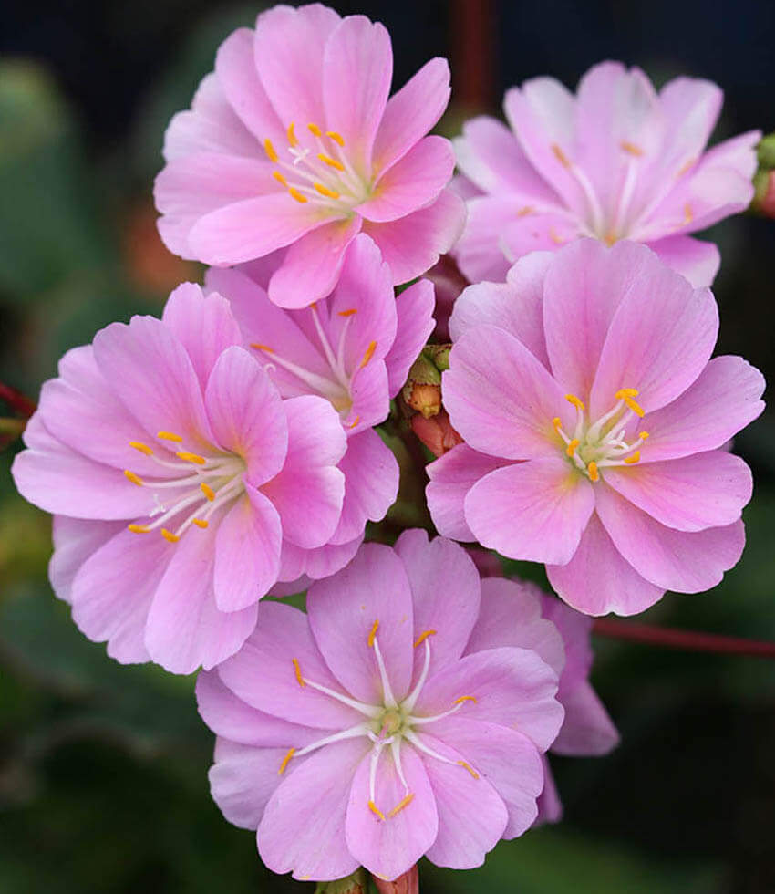 Lewisia Cotyledon - Sunset Strain Annie's Annuals Annie's Annuals and Perennials