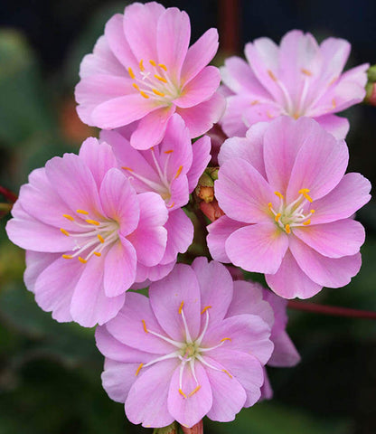 Lewisia Cotyledon - Sunset Strain Annie's Annuals Annie's Annuals and Perennials