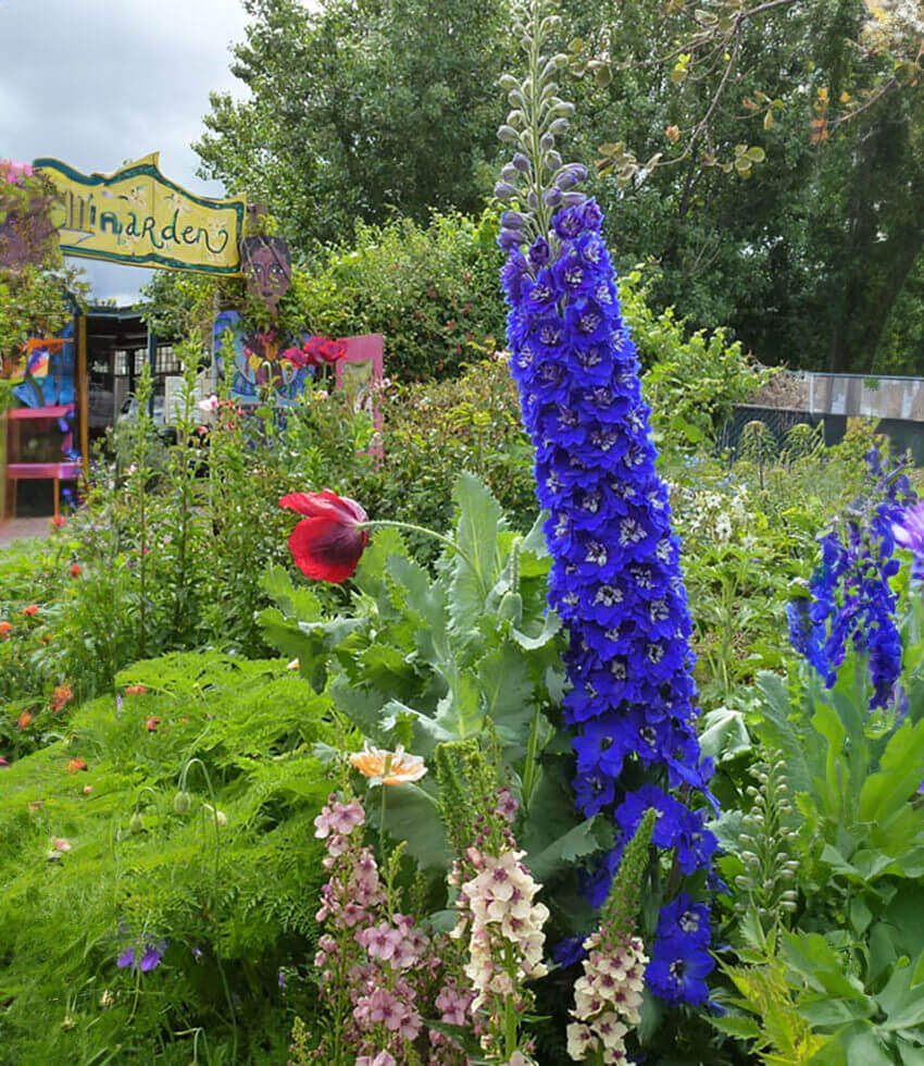 Delphinium Elatum - Cobalt Dreams Annie's Annuals Annie's Annuals and Perennials