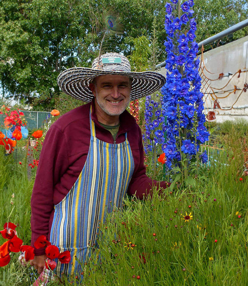Delphinium Elatum - Cobalt Dreams Annie's Annuals Annie's Annuals and Perennials