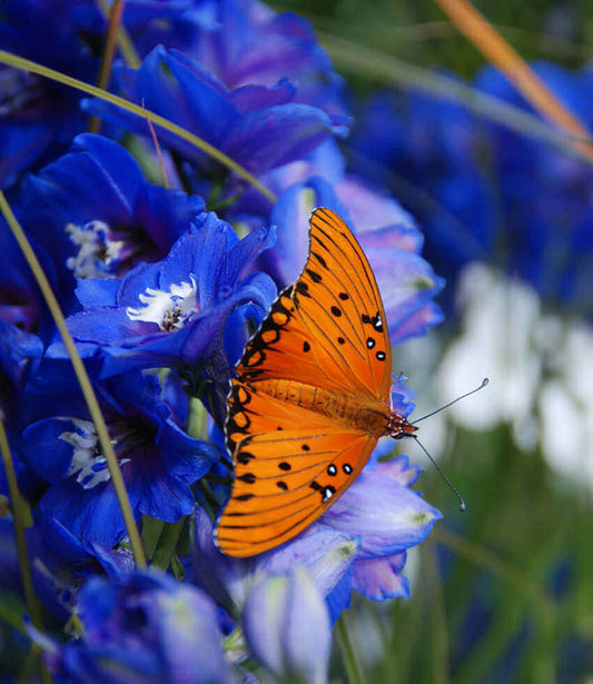Delphinium Elatum - Cobalt Dreams Annie's Annuals Annie's Annuals and Perennials