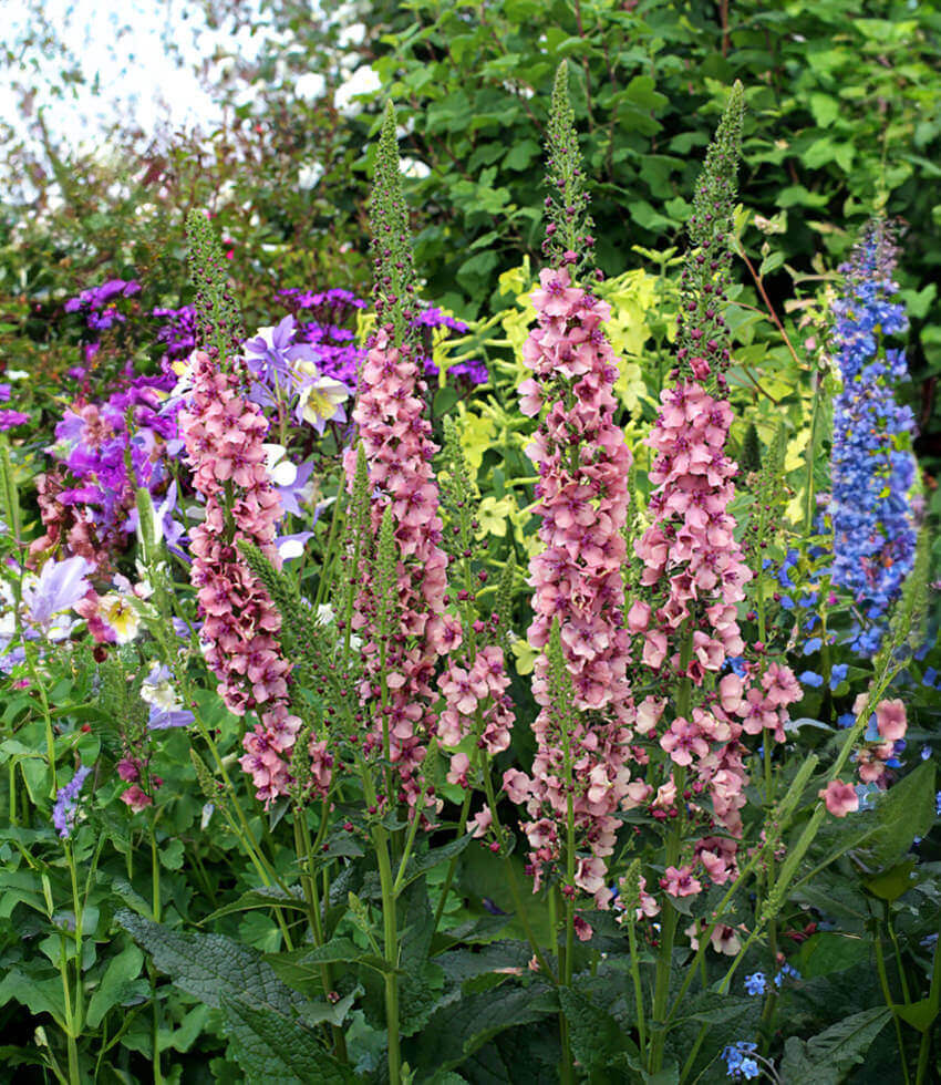 Verbascum Hybrid - Southern Charm Annie's Annuals Annie's Annuals and Perennials