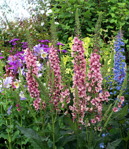 Verbascum Hybrid - Southern Charm Annie's Annuals Annie's Annuals and Perennials