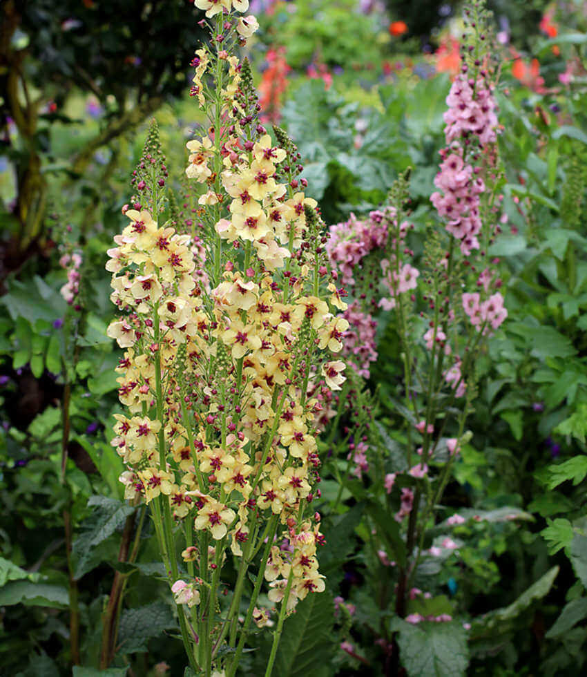 Verbascum Hybrid - Southern Charm Annie's Annuals Annie's Annuals and Perennials
