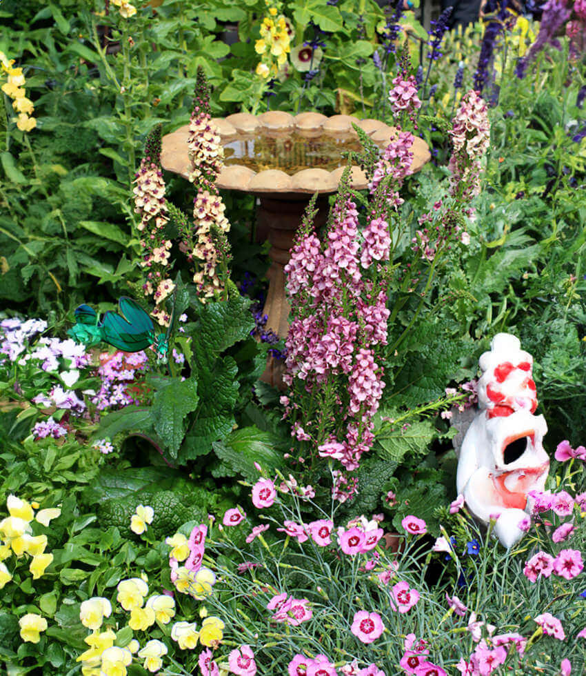 Verbascum Hybrid - Southern Charm Annie's Annuals Annie's Annuals and Perennials