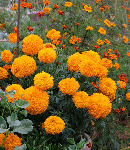 Marigold - Day Of The Dead Orange Annie's Annuals Annie's Annuals and Perennials
