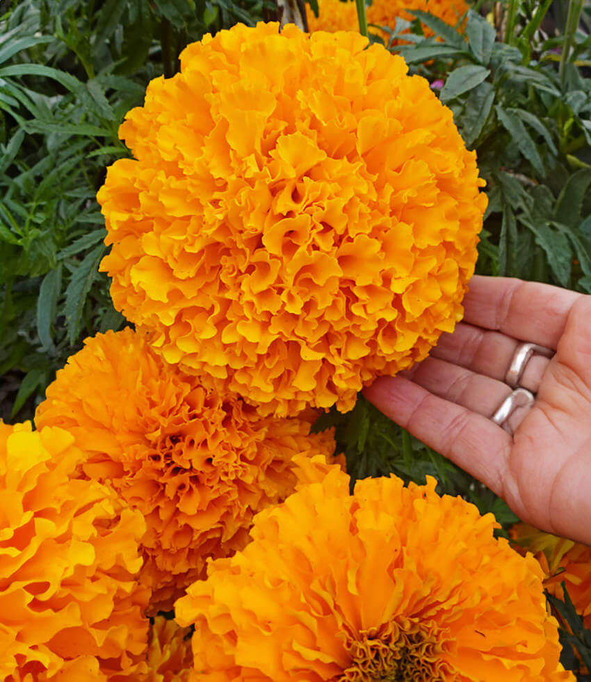 Marigold - Day Of The Dead Orange Annie's Annuals Annie's Annuals and Perennials