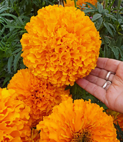Marigold - Day Of The Dead Orange Annie's Annuals Annie's Annuals and Perennials