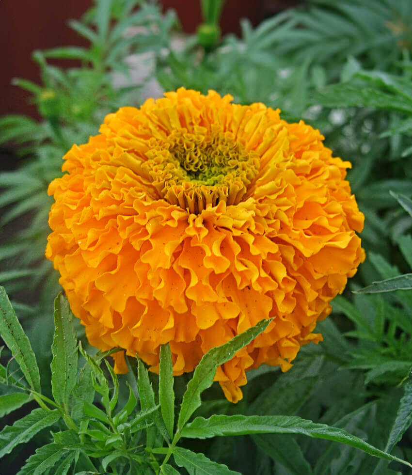 Marigold - Day Of The Dead Orange Annie's Annuals Annie's Annuals and Perennials