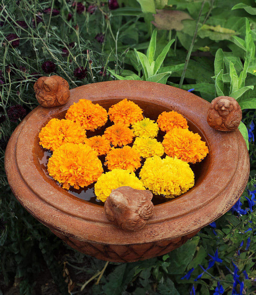 Marigold - Day Of The Dead Orange Annie's Annuals Annie's Annuals and Perennials