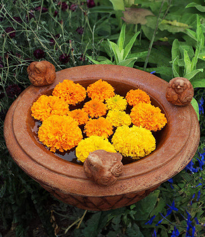 Marigold - Day Of The Dead Orange Annie's Annuals Annie's Annuals and Perennials