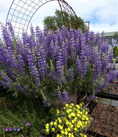 Lupinus albifrons Annie's Annuals Annie's Annuals and Perennials