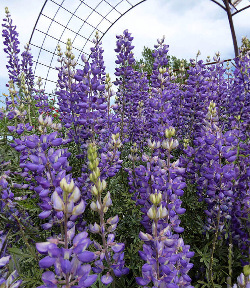 Lupinus albifrons Annie's Annuals Annie's Annuals and Perennials