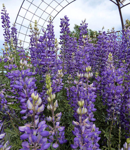 Lupinus albifrons Annie's Annuals Annie's Annuals and Perennials