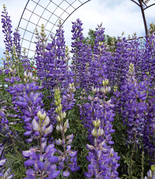 Lupinus albifrons Annie's Annuals Annie's Annuals and Perennials