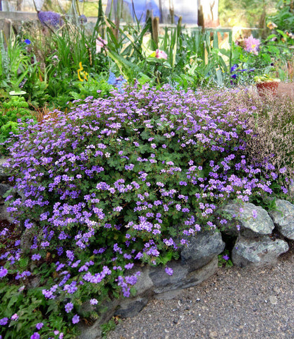 Geranium pyrenaicum - Bill Wallis Annie's Annuals Annie's Annuals and Perennials