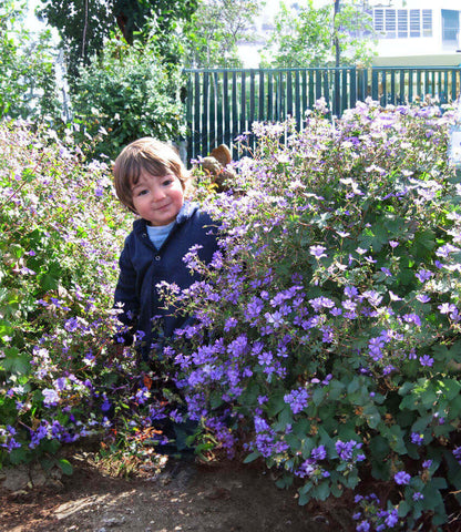 Geranium pyrenaicum - Bill Wallis Annie's Annuals Annie's Annuals and Perennials
