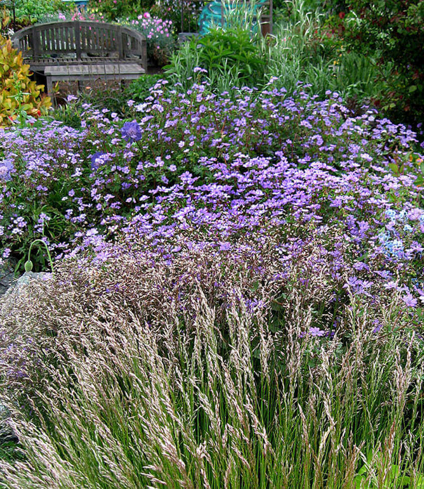 Geranium pyrenaicum - Bill Wallis Annie's Annuals Annie's Annuals and Perennials