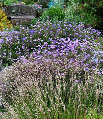 Geranium pyrenaicum - Bill Wallis Annie's Annuals Annie's Annuals and Perennials