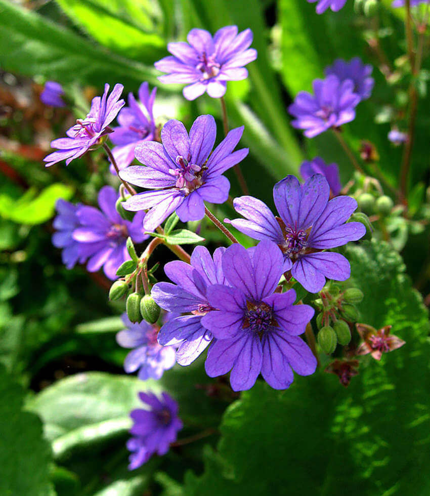 Geranium pyrenaicum - Bill Wallis Annie's Annuals Annie's Annuals and Perennials