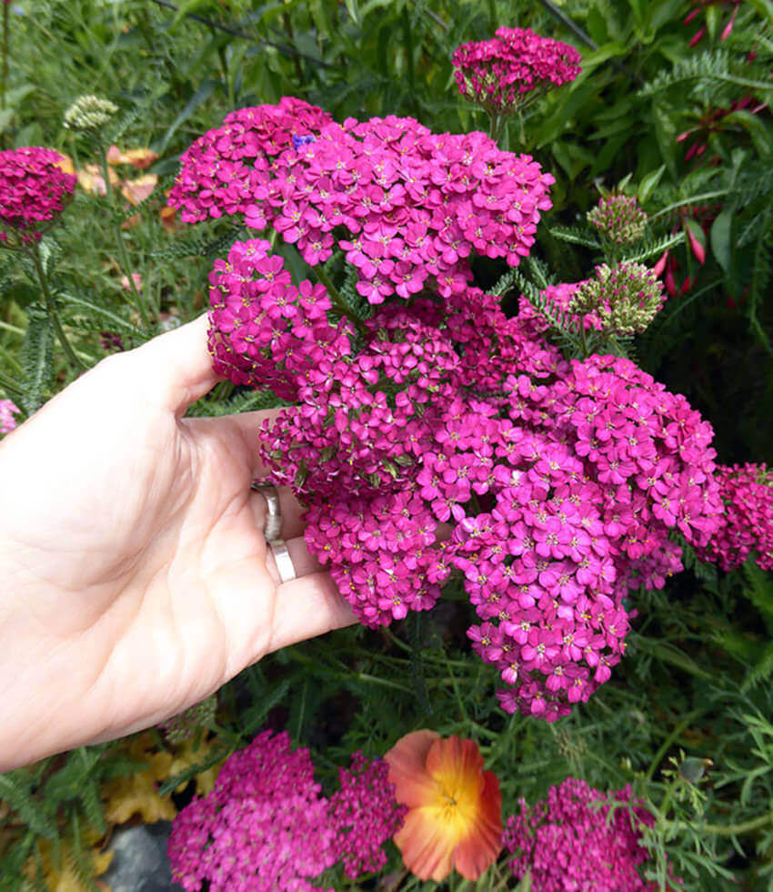 Achillea Millefolium - Rosa Maria Annie's Annuals Annie's Annuals and Perennials
