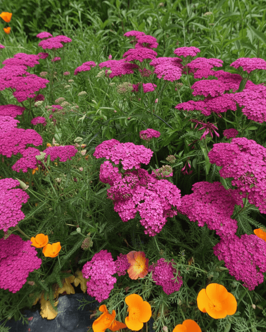 Achillea millefolium 