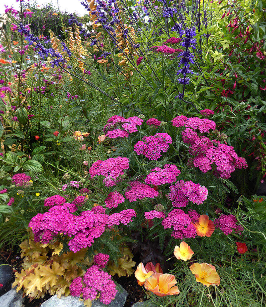 Achillea Millefolium - Rosa Maria Annie's Annuals Annie's Annuals and Perennials