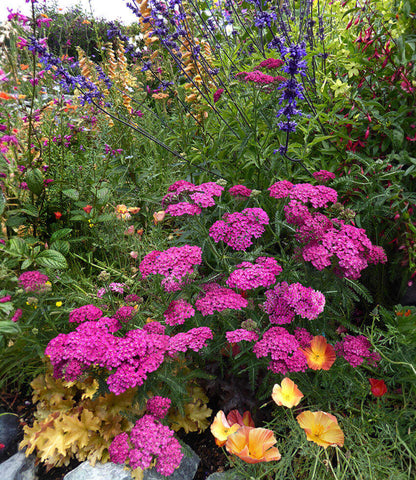 Achillea Millefolium - Rosa Maria Annie's Annuals Annie's Annuals and Perennials
