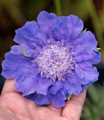 Scabiosa Caucasica - Fama Blue Annie's Annuals Annie's Annuals and Perennials