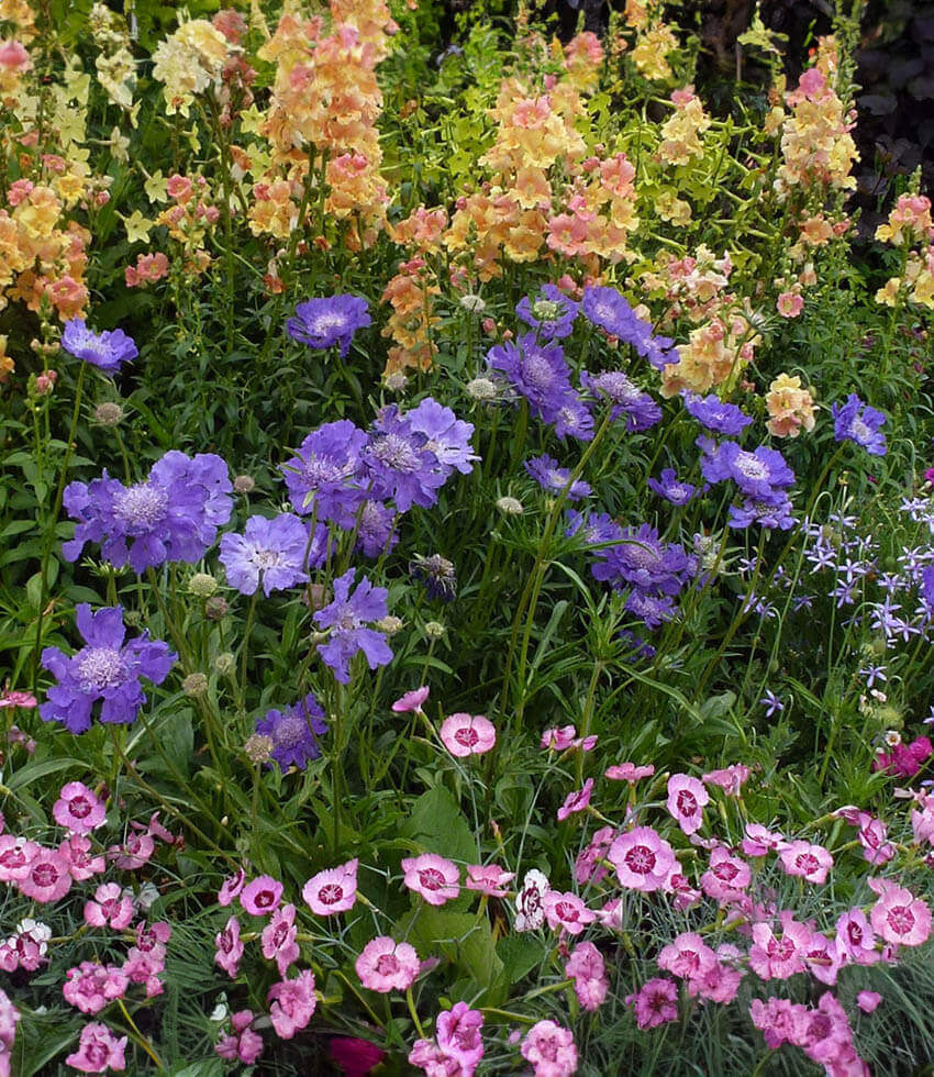 Scabiosa Caucasica - Fama Blue Annie's Annuals Annie's Annuals and Perennials
