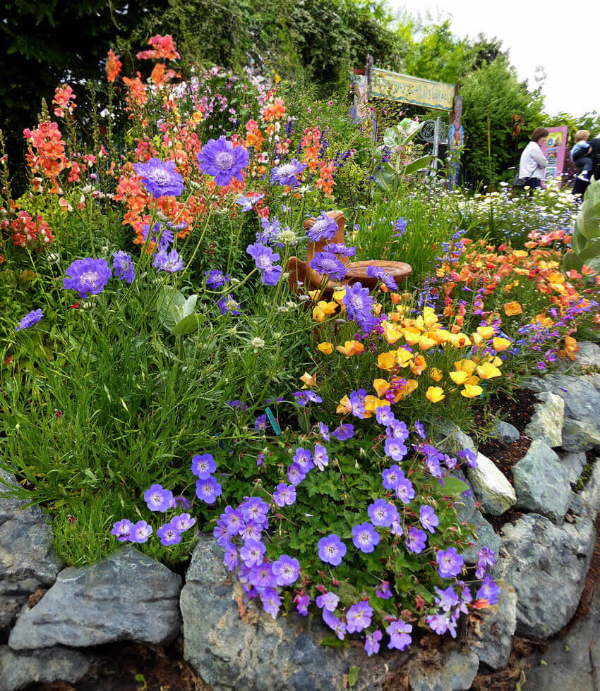 Scabiosa Caucasica - Fama Blue Annie's Annuals Annie's Annuals and Perennials