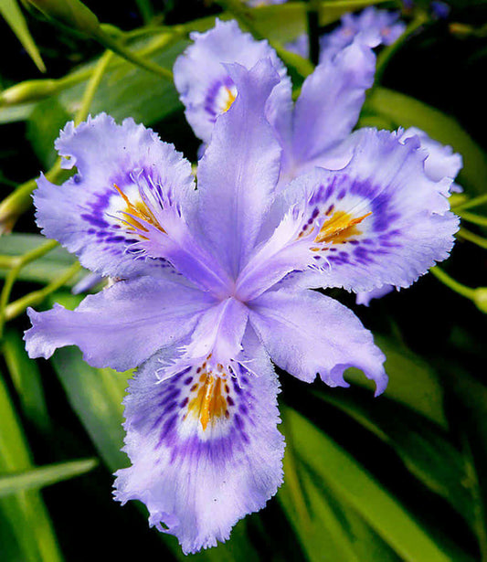 Iris confusa - Chengdu Annie's Annuals Annie's Annuals and Perennials
