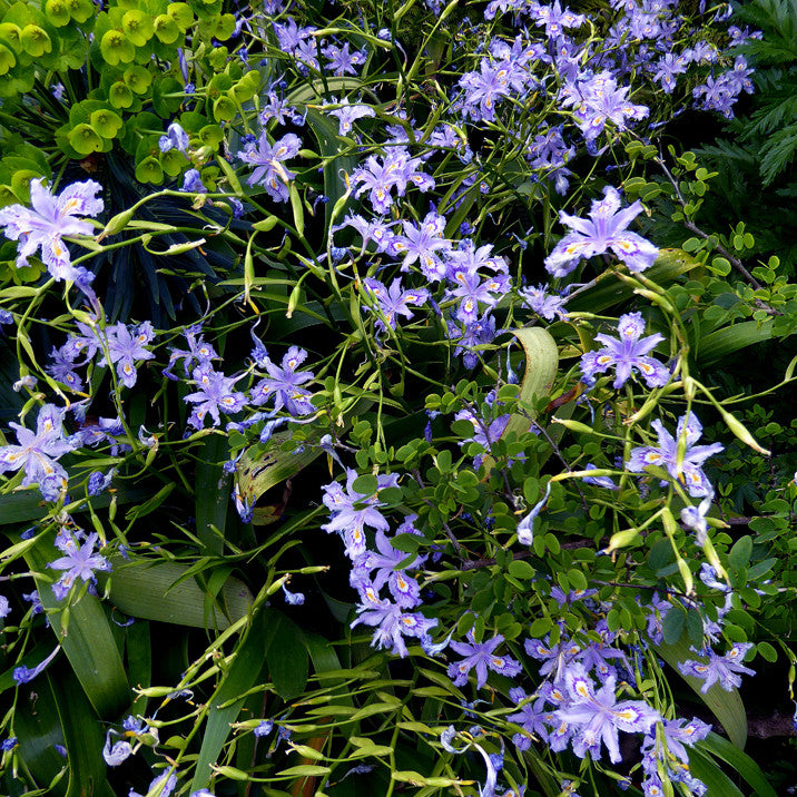 Iris confusa - Chengdu Annie's Annuals Annie's Annuals and Perennials