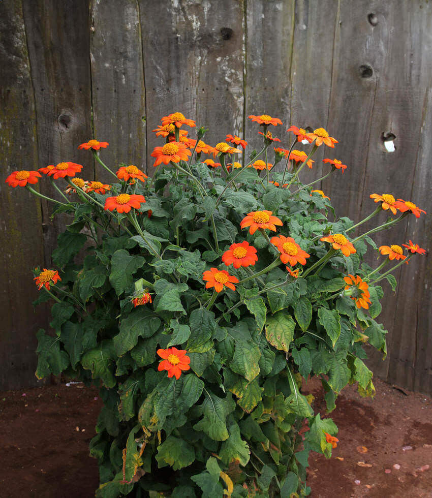 Tithonia Rotundifolia - The Torch Annie's Annuals Annie's Annuals and Perennials
