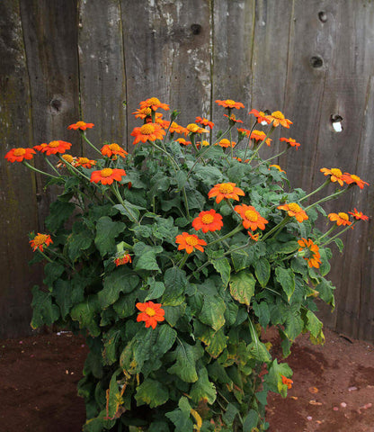 Tithonia Rotundifolia - The Torch Annie's Annuals Annie's Annuals and Perennials