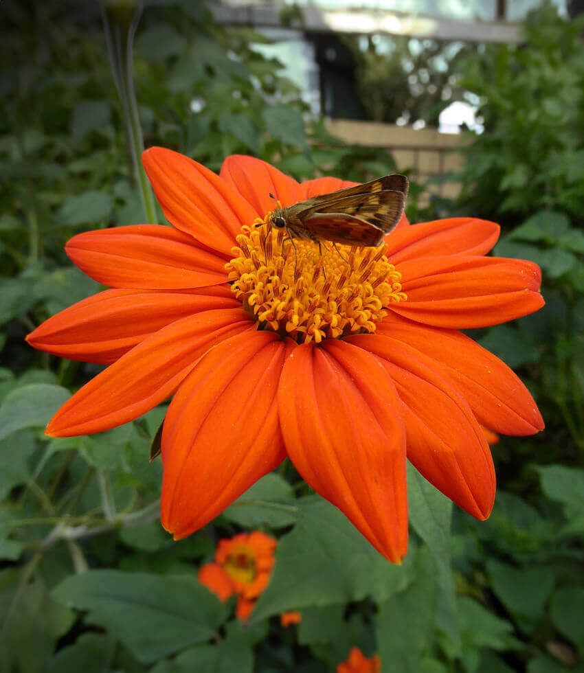 Tithonia Rotundifolia - The Torch Annie's Annuals Annie's Annuals and Perennials