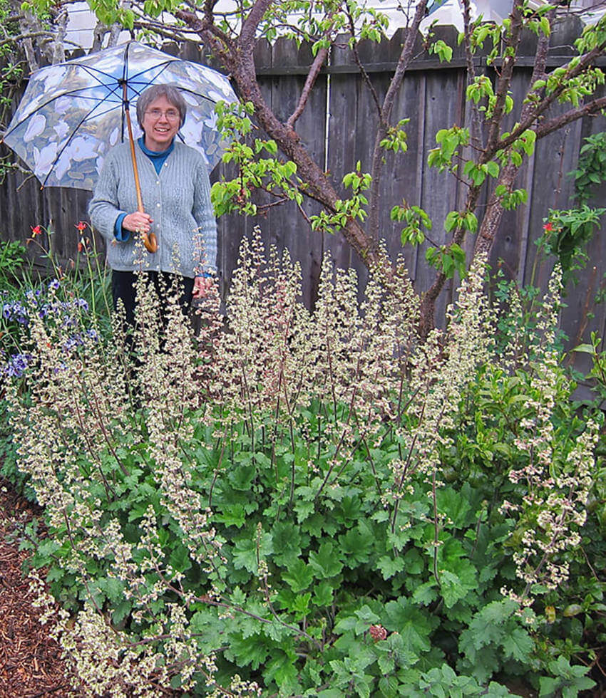 Heuchera maxima Annie's Annuals Annie's Annuals and Perennials