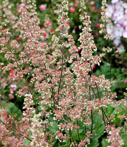 Heuchera maxima Annie's Annuals Annie's Annuals and Perennials