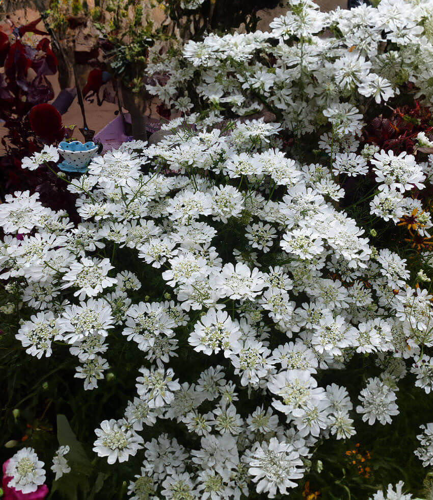 Orlaya grandiflora Annie's Annuals Annie's Annuals and Perennials