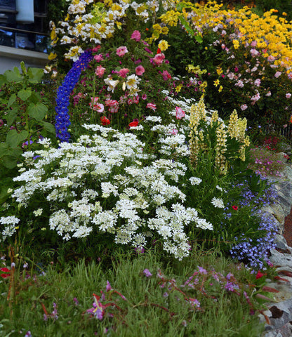 Orlaya grandiflora Annie's Annuals Annie's Annuals and Perennials