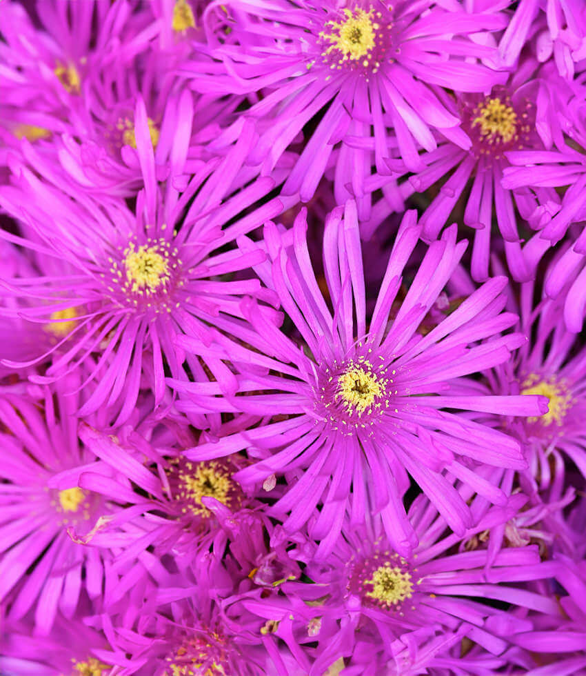 Lampranthus Sp. - Pink Kaboom Annie's Annuals Annie's Annuals and Perennials