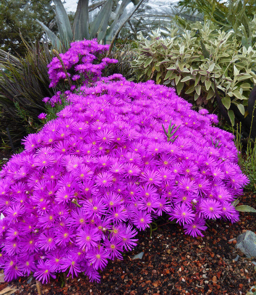 Lampranthus Sp. - Pink Kaboom Annie's Annuals Annie's Annuals and Perennials