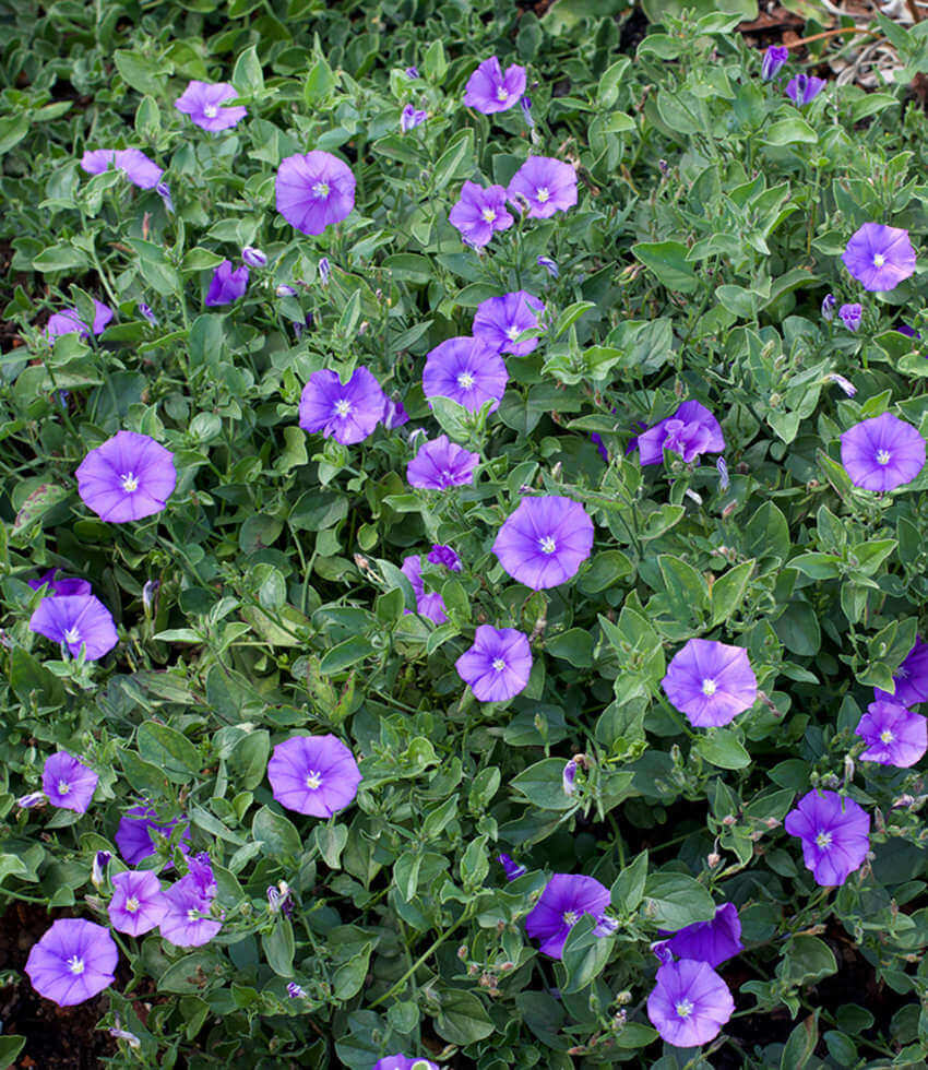 Convolvulus Sabatius Annie's Annuals Annie's Annuals and Perennials
