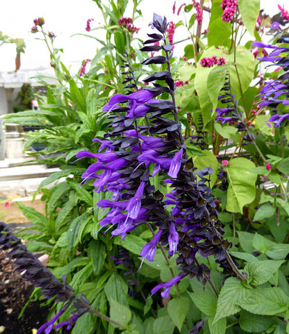 Salvia - Amistad Annie's Annuals Annie's Annuals and Perennials