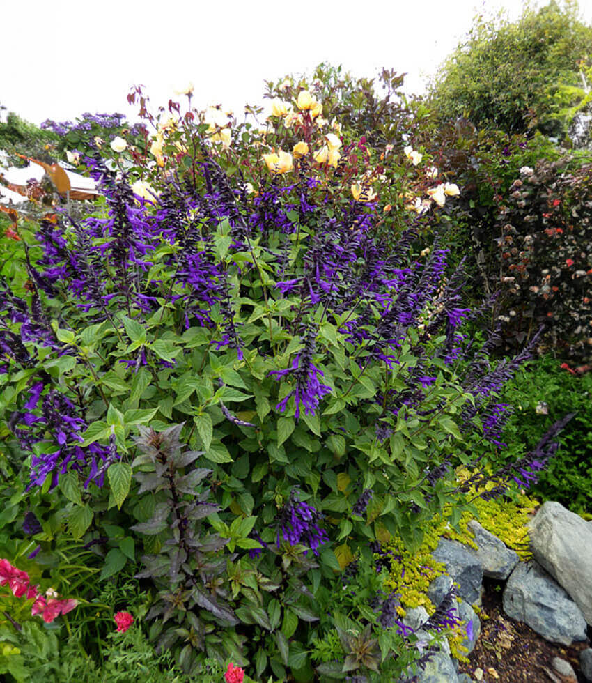 Salvia - Amistad Annie's Annuals Annie's Annuals and Perennials