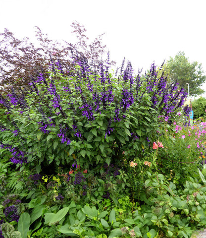 Salvia - Amistad Annie's Annuals Annie's Annuals and Perennials